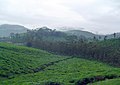 A tea plantation in Kerala. Tea is grown mostly in the hilly eastern belt of the state. This image shows one of the plantations at the Kottayam district of the state.