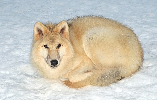 雪地上嘅一隻狼（地點：德國）