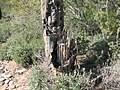 Intérieur d'un saguaro mort, en Arizona.
