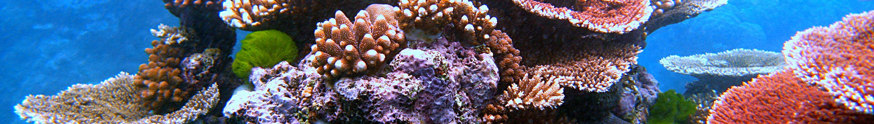Flynn Reef, een gedeelte van het Great Barrier Reef bij Cairns, Queensland, Australië