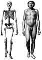 Homo erectus, um primata da família dos hominídeos
