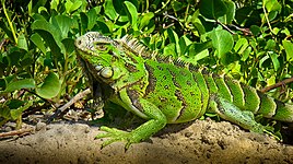 Verda iguana (Iguana iguana)