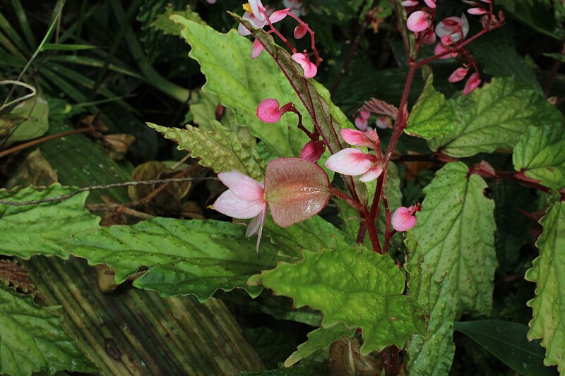 File:Begonia cf. cumingiana in Mt. Malinao, Albay.jpg