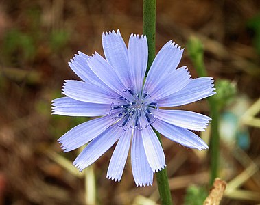 Beyaz hindiba (Cichorium Intybus) çiçeği. Beyaz hindiba papatyagiller (Asteraceae) familyasından hindiba cinsinden bir sebze türüdür. Çiçeğinin çoğunlukla mavi, seyrek olarak beyaz ya da pembe renkededir (Mayıs, 2007).