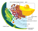 Endoplazmatické retikulum a další membránové buněčné struktury