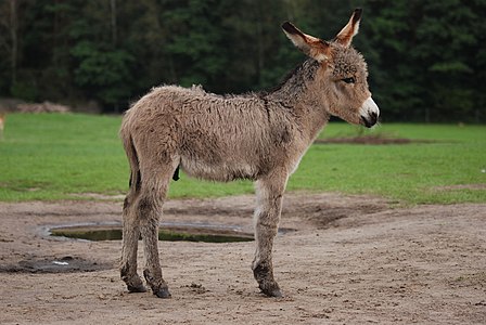 Polonya'nın kuzeydoğusundaki bir köy olan Kadzidłowo'da 3 haftalık erkek sıpa (Equus asinus). (Üreten:Lilly M)