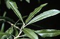 Salix humilis