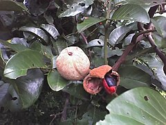 Fruit and seed
