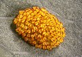 22. Narancspöttyös páfrány (Phlebodium aureum) spórafürtje (javítás)/(csere)