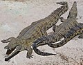 Nil krokodili