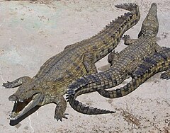 Nilkrokodille (Crocodylus niloticus)