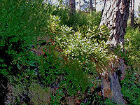 Aardbeiboom op Corsica