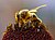 „Řád pilné včelky“ za práci kolem chráněných území Česka. Udělil Krvesaj