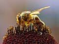 Pollen sticking to a bee. Insects involuntarily transporting pollen from flower to flower play an important role in many plants' reproductive cycles.