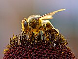 一隻喺度採緊花粉嘅蜜蜂