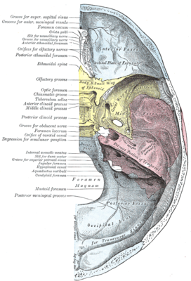 Основание черепа. Вид сверху. Рваное отверстие отмечено слева по центру, заметно как большое отверстие между жёлтой клиновидной костью, красной височной костью и синей затылочной костью.