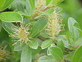 Salix formosa.