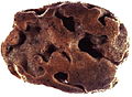 Halichondria panicea (Halichondrida)
