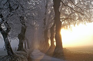 Avenue - trees in winter
