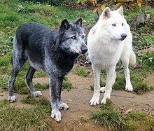 Photograph showing one black and one white wolf standing alongside each other