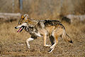 メキシコオオカミ >Canis lupus baileyi