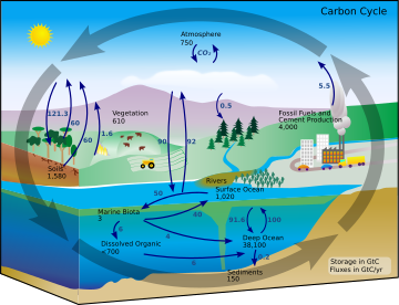Siklus karbon.