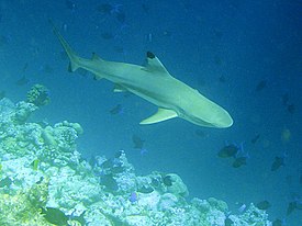 Мальгашская ночная акула (Carcharhinus melanopterus)