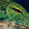 Oko chameleona
