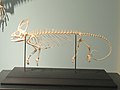 Скелет йеменского хамелеона