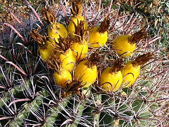 Fruits d'un cactus (Ferocactus wislizeni). (définition réelle 1 600 × 1 200*)
