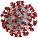 Hình minh họa SARS-CoV-2 dưới dạng virion, một hạt virus có cấu trúc hoàn chỉnh.