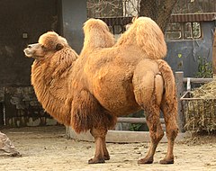 A shaggy two-humped camel with some melted snow underfoot