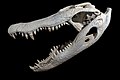 27. Mississippi aligátor (Alligator mississippiensis) koponyája (47 cm) (javítás)/(csere)