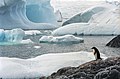 Poche creature fanno delle piattaforme di ghiaccio dell'Antartide il loro habitat, ma l'acqua sotto il ghiaccio può fornire l'habitat a più specie. Animali come i pinguini si sono adattati a vivere in condizioni molto fredde[69].