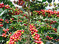 Red Catucaí Coffee, a variety of Coffea arabica, maturation in different stage, Matipó City, Minas Gerais State, Brazil