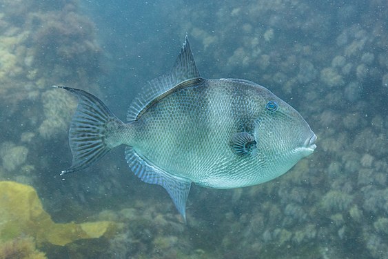 Long Grey triggerfish (Balistes capriscus), Arrábida National Park, Portugal.