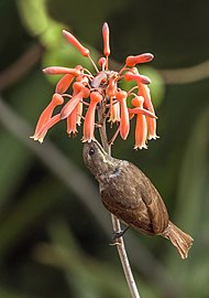 Scarlet-chested sunbird Chalcomitra senegalensis lamperti ♀ India