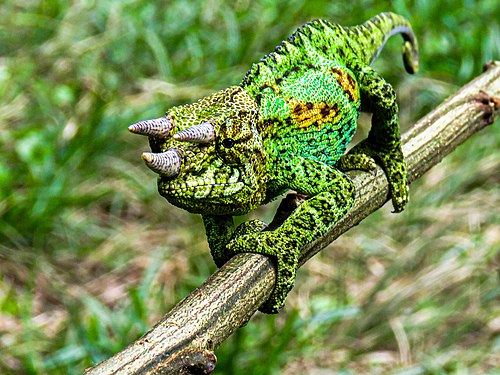 Three-horned Chameleon Photograph: User:Gabriels108