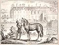 Рисунок-иллюстрация к книге герцога Ньюкаслского A general system of horsemanship in all its branches