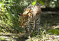 Leopardus wiedii