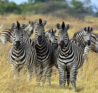 Zebra (Equus burchelli) (Üreten: Paulmaz)