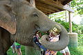 Mahout avec éléphant en Thaïlande