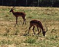 Mascul impala