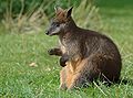 Le wallaby