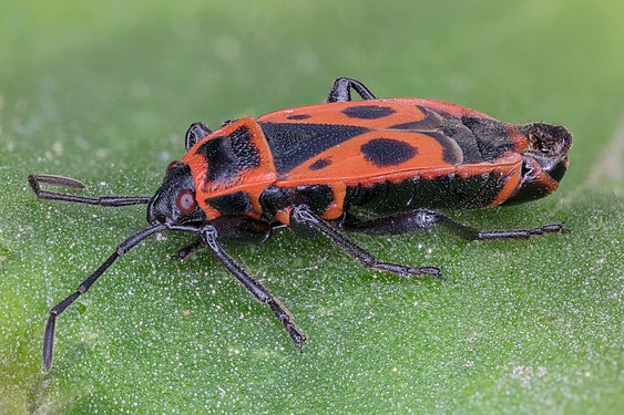 Firebug (Pyrrhocoris apterus), Hartelholz, Munich, Germany.