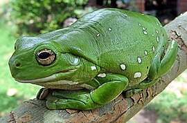 Австралійська зелена деревинна жаба (Litoria caerulea)
