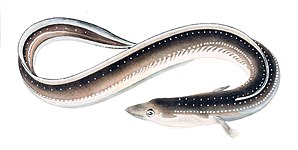 Slowest: e.g. eel, 0.5 body lengths/second