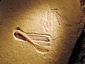 "Chicken Wing" fragmentary fossil