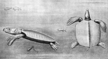 Dessin au crayon d'un archélon en vue de gauche à gauche et de la vue de dessus à droite, avec quelques poissons en arrière-plan.