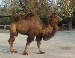 Baktriāns (Camelus bactrianus)